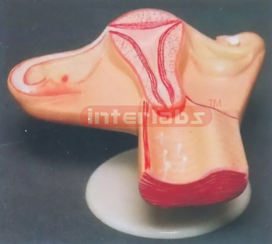 HUMAN FEMALE FECUNATION PROCESS MODEL IN UTERUS WITH SOLID TYPE